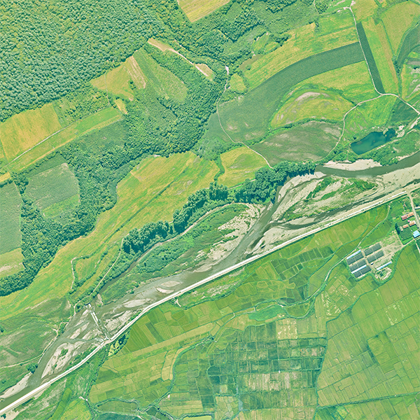 共建地球生命共同體，飛燕在行動！